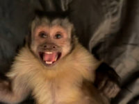 Mourning The Loss of The World’s most beloved and Tik Tok famous monkey, Georgie Boy