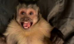 Mourning The Loss of The World’s most beloved and Tik Tok famous monkey, Georgie Boy